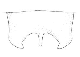   Anthidium clypeodentatum  male, diagram showing dorsal view of seventh tergum (T7), diagram from Gonzalez and Griswold 2013 
